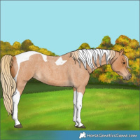 Horse Color:Red Roan Tobiano 