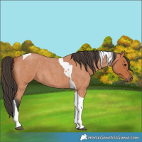 Horse Color:Bay Roan Tobiano 