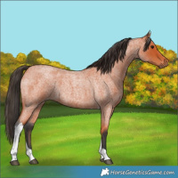 Horse Color:Bay Roan Tobiano 