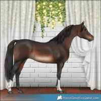 Horse Color:Brown Tobiano Rabicano 