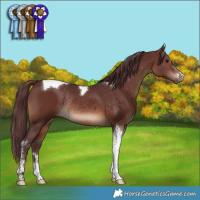 Horse Color:Chocolate Brown Tobiano Rabicano 