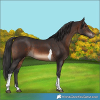 Horse Color:Brown Tobiano Rabicano