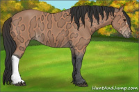Horse Color:Bay Ice 