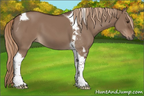 Horse Color:Liver Red Dun Tobiano 