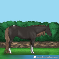 Horse Color:Liver Chestnut Tobiano 