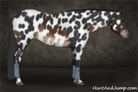 Horse Color:Brown Tobiano Near Leopard Rabicano 