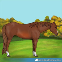 Horse Color:Chestnut 