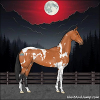 Horse Color:White Spotted Brown Tobiano 
