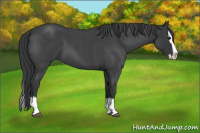Horse Color:Blue Roan Splash 