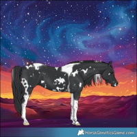 Horse Color:White Spotted Black Tobiano 