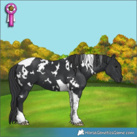 Horse Color:White Spotted Black Tobiano 