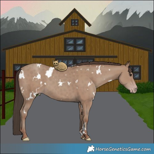 Horse Color:White Spotted Classic Champagne 