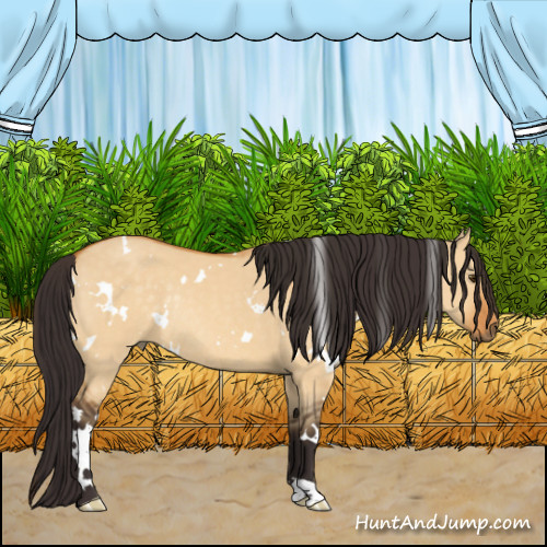Horse Color:White Spotted Buckskin Dun Rabicano 