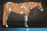 Horse Color:White Spotted Chestnut Tobiano 