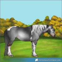 Horse Color:Gray Liver Chestnut Tobiano 