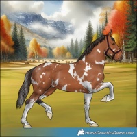 Horse Color:White Spotted Bay Tobiano 