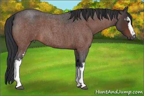 Horse Color:White Spotted Brown Roan 