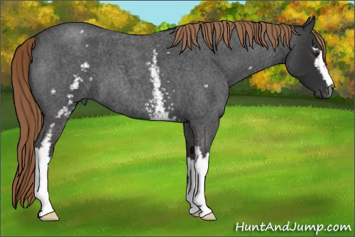 Horse Color:Gray White Spotted Liver Red Roan 
