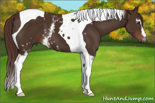 Horse Color:White Spotted Liver Chestnut Tobiano 