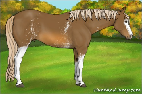 Horse Color:White Spotted Chocolate Palomino 