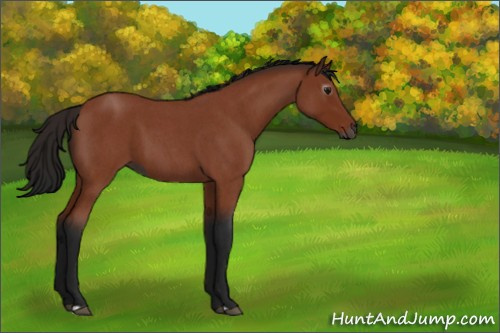 Horse Color:Gray Bay Roan 