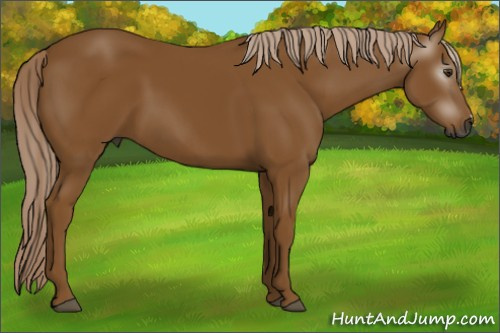 Horse Color:Gray Palomino 