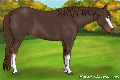 Horse Color:White Spotted Liver Chestnut 