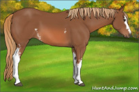 Horse Color:White Spotted Chestnut 
