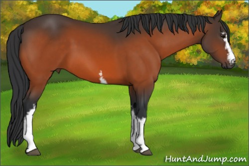 Horse Color:White Spotted Bay 