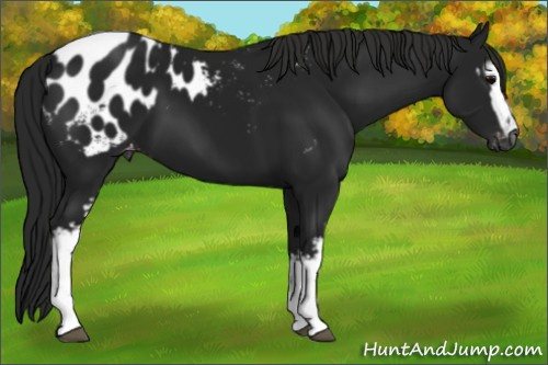 Horse Color:Gray White Spotted Black Appaloosa 