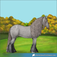 Horse Color:Grullo Appaloosa 