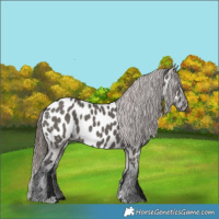 Horse Color:Grullo Appaloosa 