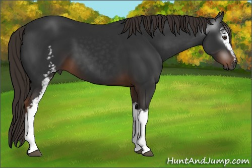 Horse Color:Gray White Spotted Liver Chestnut 