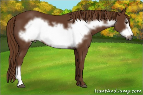 Horse Color:Gray Chestnut Frame 