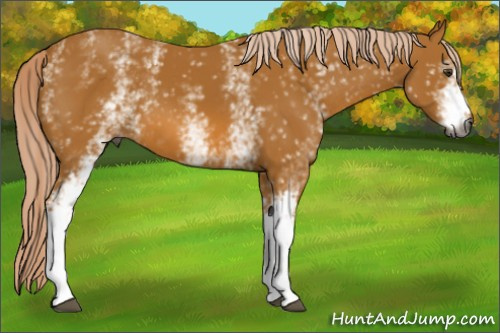 Horse Color:Gray White Spotted Palomino 
