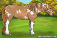 Horse Color:White Spotted Chestnut Tobiano