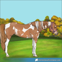 Horse Color:White Spotted Chestnut Tobiano 