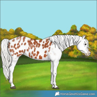 Horse Color:Silver Bay Appaloosa Rabicano