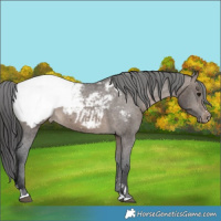 Horse Color:Brown Dun Snowcap