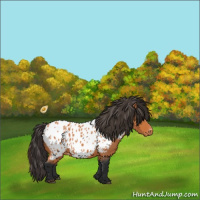 Horse Color:Bay Roan Near Leopard 