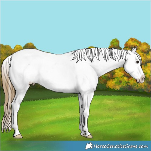 Horse Color:Buckskin Sabino Appaloosa 