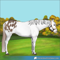Horse Color:Bay Dun Appaloosa