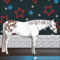 Horse Color:Bay Dun Snowflake Varnish 