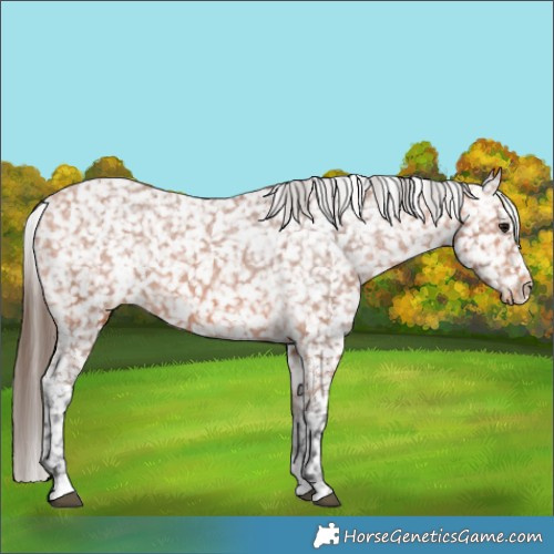 Horse Color:Bay Appaloosa 