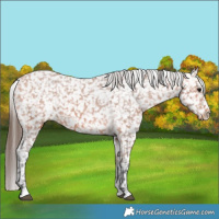 Horse Color:Bay Snowflake Varnish