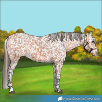 Horse Color:Bay Appaloosa 