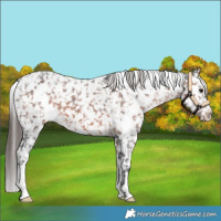 Horse Color:White Spotted Brown Snowflake Varnish 