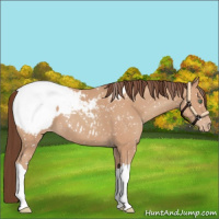 Horse Color:Amber Champagne Appaloosa 