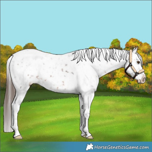 Horse Color:White Spotted Bay Appaloosa
