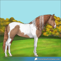 Horse Color:Red Dun Tobiano 